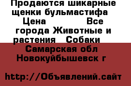 Продаются шикарные щенки бульмастифа › Цена ­ 45 000 - Все города Животные и растения » Собаки   . Самарская обл.,Новокуйбышевск г.